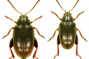 Kanabis buha - štetočina? Fotografija runo Kanabis buha - štetočina? Fotografija runo